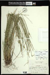 Carex multicaulis image