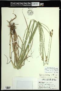 Carex muehlenbergii var. enervis image