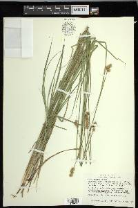 Carex molesta image