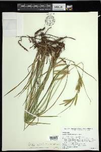 Carex mitchelliana image