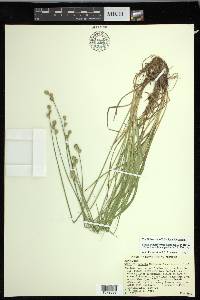 Carex molestiformis image