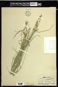 Carex molesta image