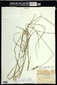 Carex muehlenbergii var. enervis image