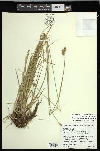 Carex molestiformis image