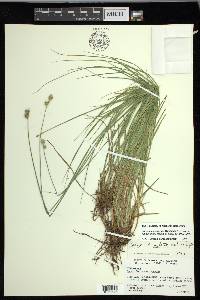 Carex molestiformis image