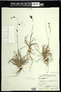 Carex misandra image