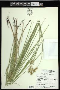 Carex missouriensis image