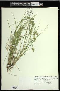 Carex molesta image