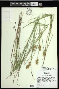 Carex missouriensis image