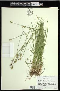 Carex molestiformis image