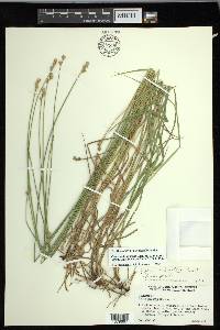 Carex molestiformis image