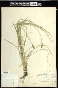 Carex muehlenbergii var. enervis image