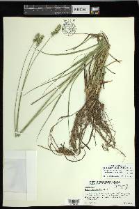 Carex muehlenbergii var. muehlenbergii image