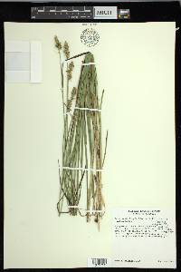 Carex muehlenbergii var. enervis image