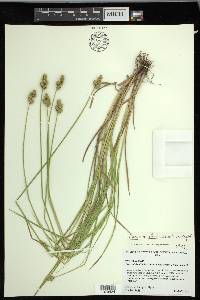 Carex molesta image