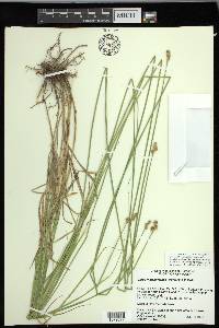 Carex molestiformis image