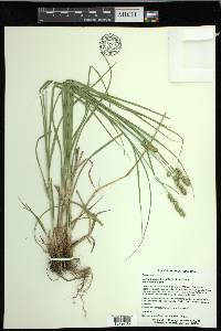 Carex muehlenbergii var. enervis image