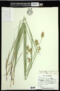 Carex missouriensis image