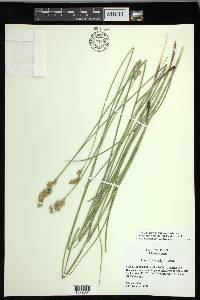 Carex missouriensis image