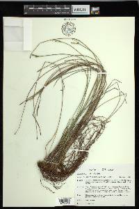 Carex multicaulis image