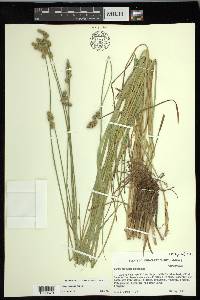 Carex normalis image