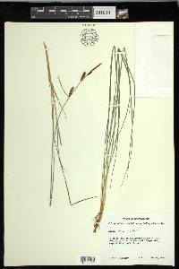 Carex nigra image