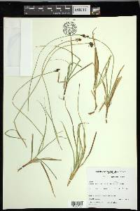 Carex nigricans image