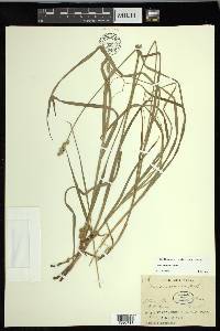 Carex normalis image