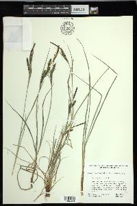 Carex nigra image