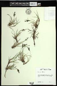 Carex nigra image