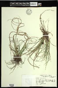 Carex nigromarginata image