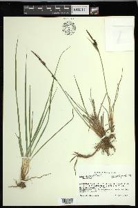 Carex nigra image