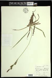 Carex nebrascensis image