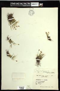 Carex nardina image