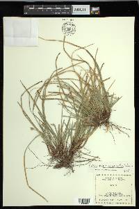 Carex nigricans image