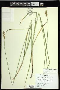 Carex normalis image