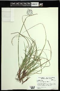 Carex nigromarginata image