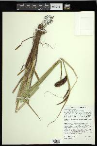 Carex obnupta image