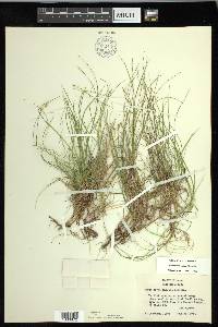 Carex novae-angliae image