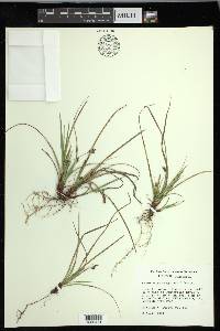 Carex nigricans image