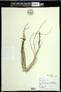 Carex nigra image