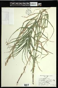 Carex muskingumensis image