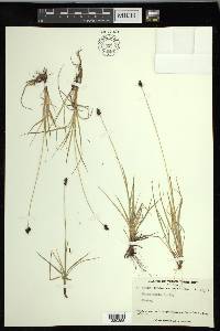 Carex norvegica image