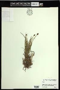 Carex nigricans image