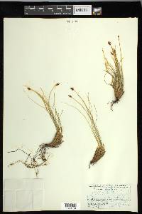 Carex nardina image