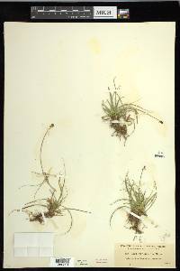 Carex nigricans image