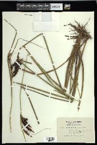 Carex obnupta image