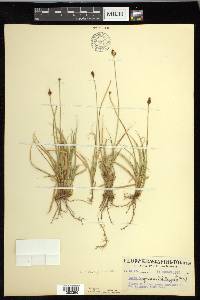 Carex nigricans image