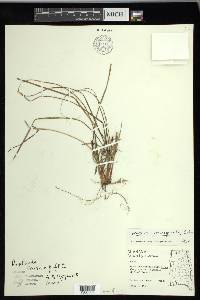 Carex nigromarginata image