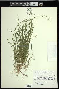 Carex novae-angliae image